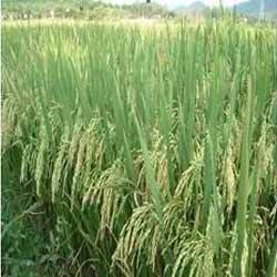 Manufacturers Exporters and Wholesale Suppliers of Paddy Hybrid Seeds Hyderabad Andhra Pradesh